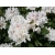 Różanecznik, rhododendron Cunningham's White'